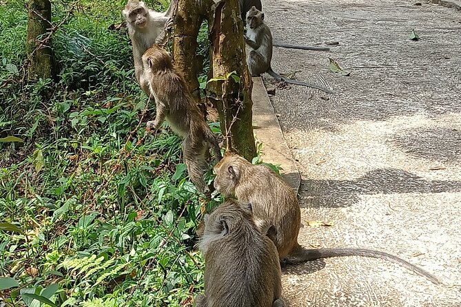 Jakarta Bogor Botanical Garden, Waterfall and Rice terrace, Lunch - What the $95 price includes