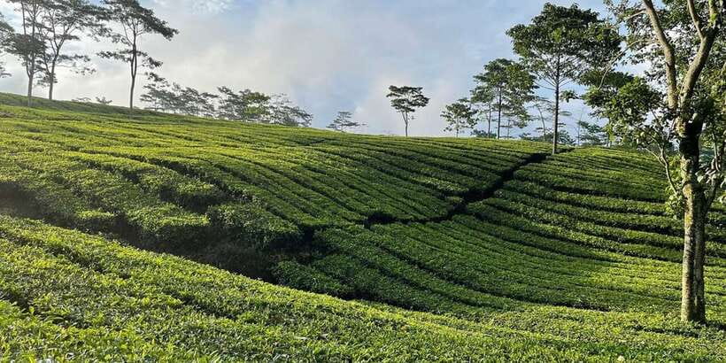 Jakarta: Volcano, Tea/Rice Fields, Hot Spring, Local Food - Fruit Paradise and Java’s unusual flavors