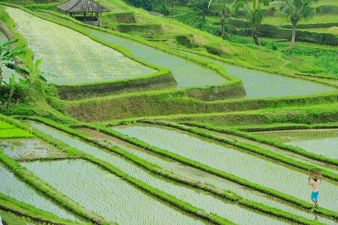 Jatiluwih Batukaru Mountain Nature's Best Tour - Craft Shops, Coffee, and the Value Question