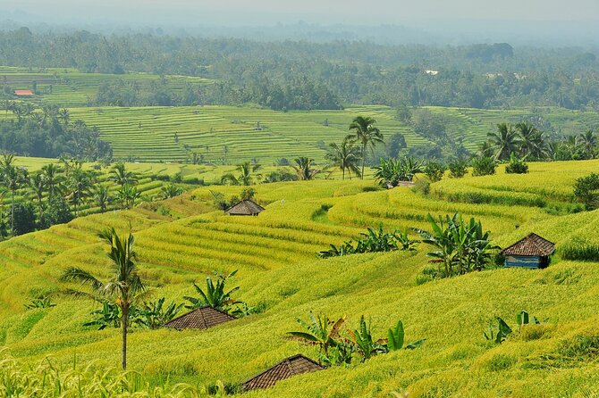 Jatiluwih Batukaru Mountain Nature's Best Tour - Who Will Enjoy This Eight-Hour Excursion?