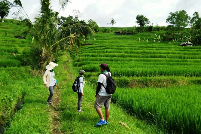 Jatiluwih full day e-bike cycling with lunch & trekking program - Lunch at Green Cafe beside the fields