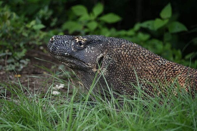 Komodo Private Boat tour 3Days 2 Night - Padar Island before breakfast gets away