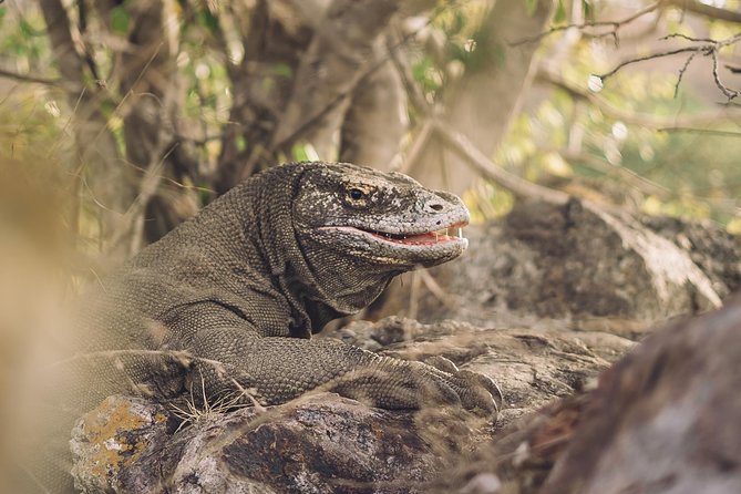 Komodo Private Boat tour 3Days 2 Night - Manta Point, Sabolo, and Kanawa on day three
