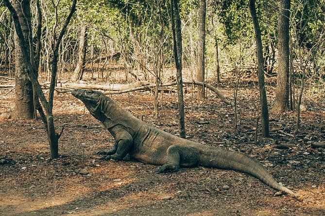Komodo Private Boat tour 3Days 2 Night - Comfort, cleanliness, and the boat question