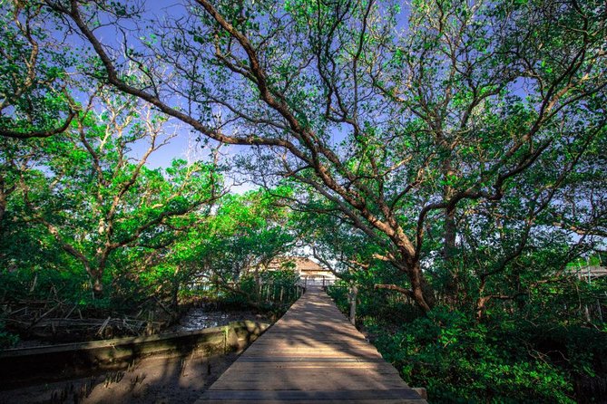 Kuta Beach eBike Private Tour - Turtle conservation and the wider purpose of the route