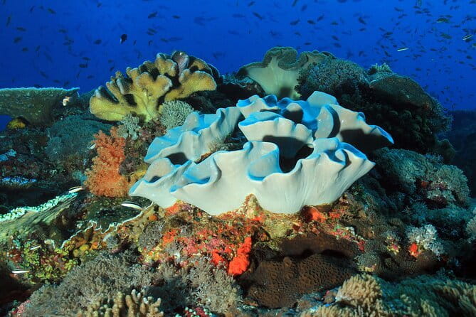 Lembongan Snorkeling at Manta Bay, Crystal Bay and Mangrove - Crystal Bay’s clear water and coral