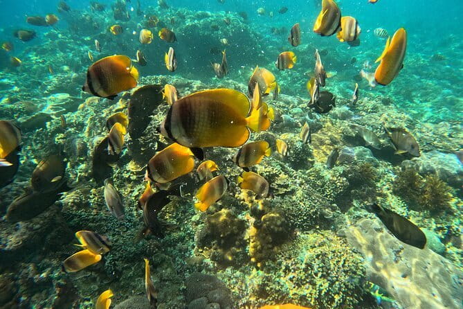 Lembongan Snorkeling at Manta Bay, Crystal Bay and Mangrove - Who will enjoy this Lembongan boat trip