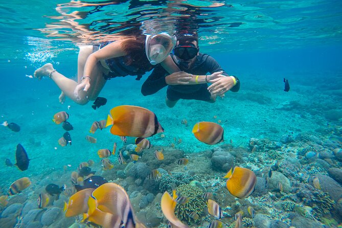 Lovina Dolphin Watching, Swimming, and Snorkeling Experience - Who gets the best value from this tour