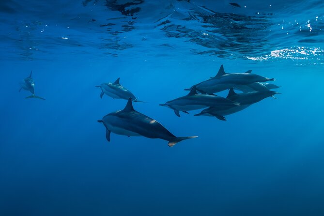 Lovina Dolphin Watching, Swimming, and Snorkeling Experience - Watching dolphins at sunrise