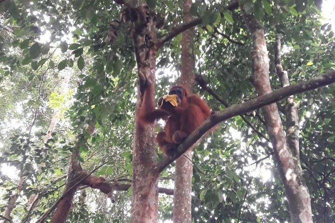 Medan - Bukit Lawang Fullday Tour - Key points before you book