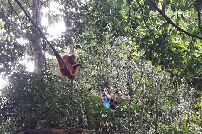 Medan - Bukit Lawang Fullday Tour - Searching the canopy for orangutans