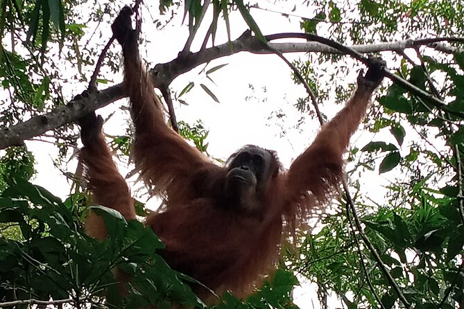 Medan - Bukit Lawang Fullday Tour - The guide team and private pace