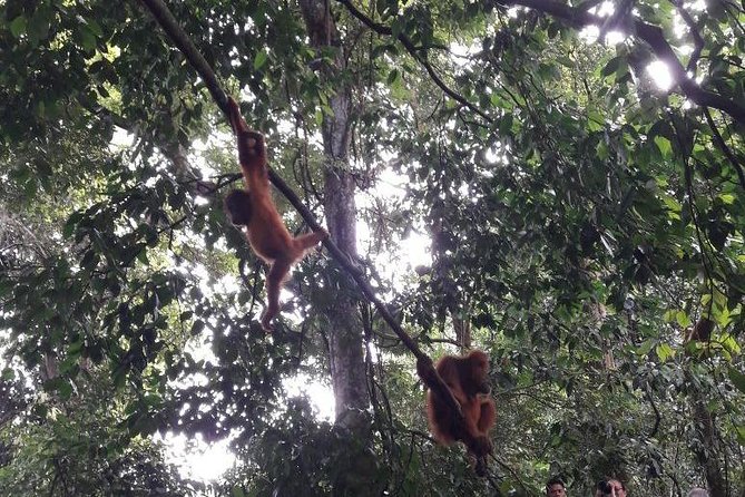 Medan - Bukit Lawang Fullday Tour - Is $115 a fair price?