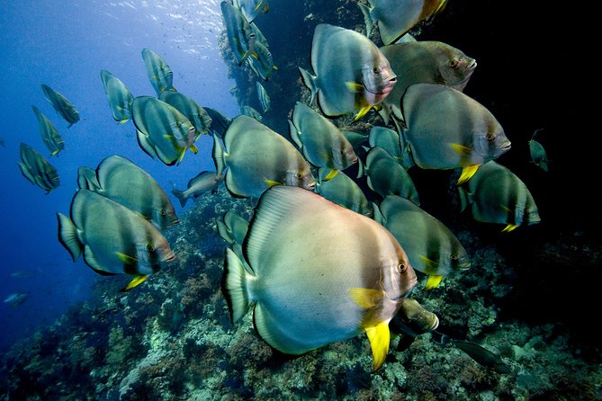 Menjangan island for Certified Scuba Divers full day boat trip, 2 dives + lunch - A useful refresher for rusty certified guests