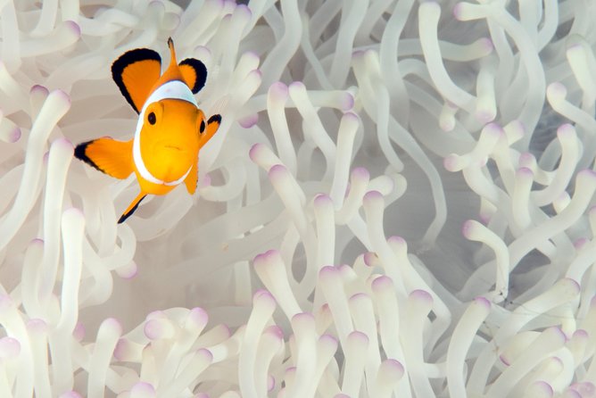 Menjangan island for Certified Scuba Divers full day boat trip, 2 dives + lunch - What the $115 price really covers