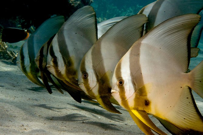 Menjangan island snorkeling full day boat trip - Why Menjangan Island is worth the boat ride
