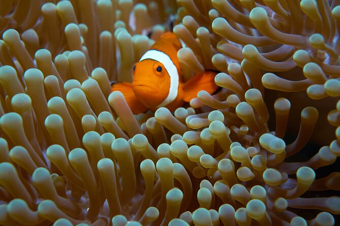 Menjangan island snorkeling full day boat trip - How good is the snorkeling?