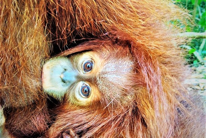 Monkey Business 2 days - 1 night Jungle Trekking (including rafting) - Day one: entering Gunung Leuser National Park