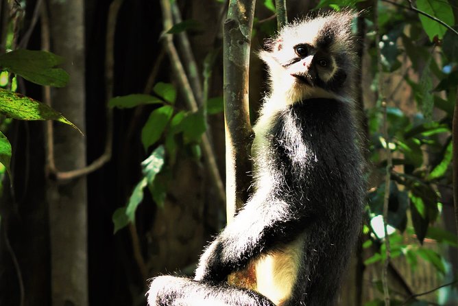 Monkey Business 2 days - 1 night Jungle Trekking (including rafting) - Who will enjoy this Sumatra adventure?