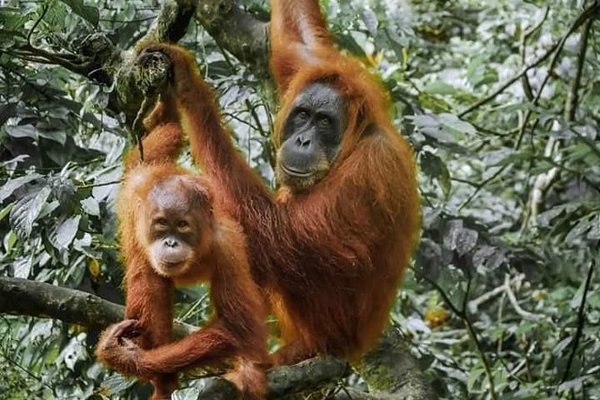 Monkey Business 3 days - 2 nights Jungle trekking (including rafting) - What the three-day jungle trip is really like