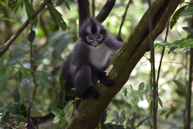 Monkey Business 3 days - 2 nights Jungle trekking (including rafting) - Guides, food, and the human side of the trip