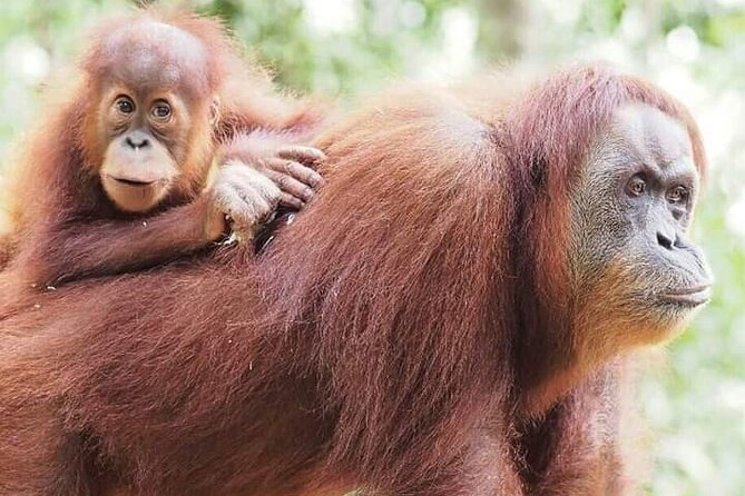 Monkey Business 3 days - 2 nights Jungle trekking (including rafting) - Price, booking, and cancellation details