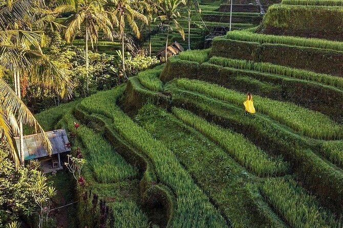 Monkey Forest, Holy Water Temple & Hot Springs Tours - Tegalalang Rice Terrace and Bali’s Irrigation Tradition