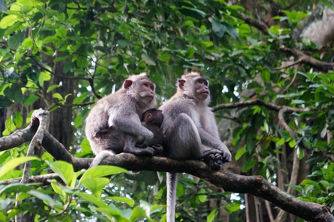 Monkey Forest, Ubud, Waterfall and Rice Terrace - Celuk Village and Bali’s gold and silver craft