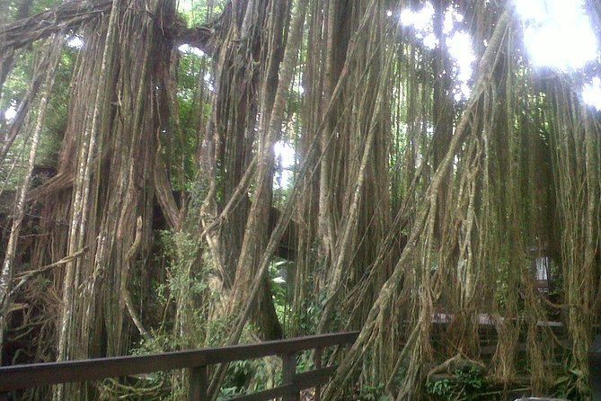 Monkey Forest, Ubud, Waterfall and Rice Terrace - Pickup from Bali hotels and ports