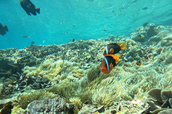 No:#1. Penida Island Tour And Snorkeling With Manta - Who will get the most from this outing