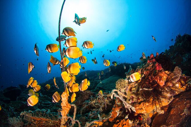 Nusa Penida 3 Fun Dives Boat Trip (For Certified Divers) - Lunch, shore time, and the third session