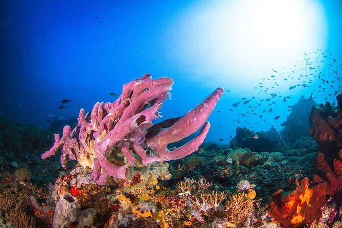Nusa Penida 3 Fun Dives Boat Trip (For Certified Divers) - Safety, certification, and water conditions