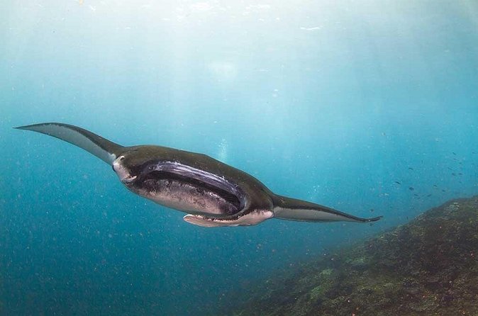 Nusa Penida 3 Fun Dives Boat Trip (For Certified Divers) - Practical details that affect your decision