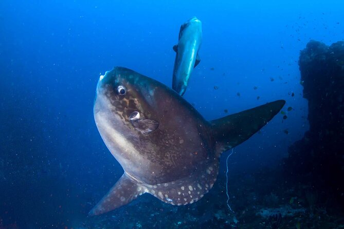 Nusa Penida 3 Fun Dives Boat Trip (For Certified Divers) - The first two boat outings