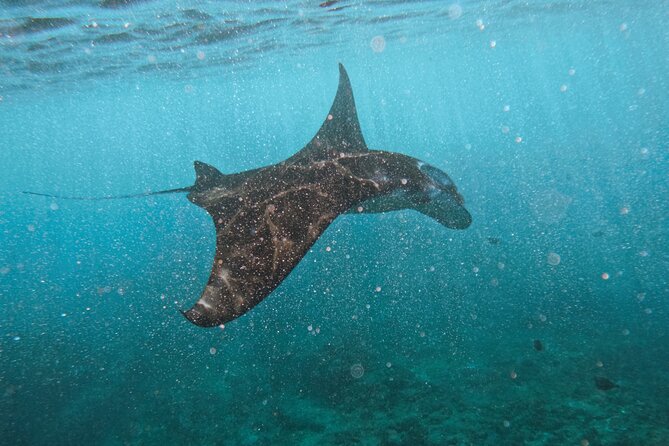 Nusa Penida day trip: boat, 4 snorkeling, Manta rays & Land tour - Key points before you book