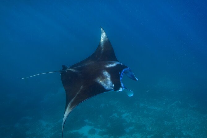 Nusa Penida day trip: boat, 4 snorkeling, Manta rays & Land tour - Wall Bay: more coral, fish, and current