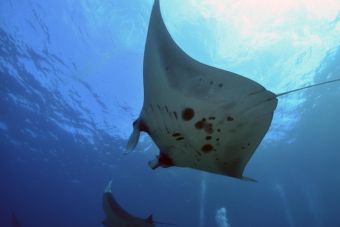 Nusa Penida Day Trip for 3 dives - Why Nusa Penida makes a serious scuba day
