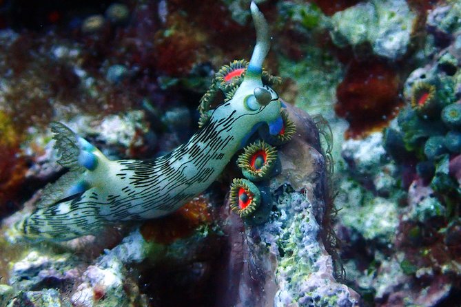 Nusa Penida Day Trip for 3 dives - What the three underwater sessions are like