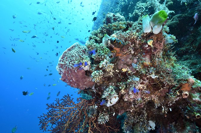 Nusa Penida Day Trip for 3 dives - Marine life beyond manta rays