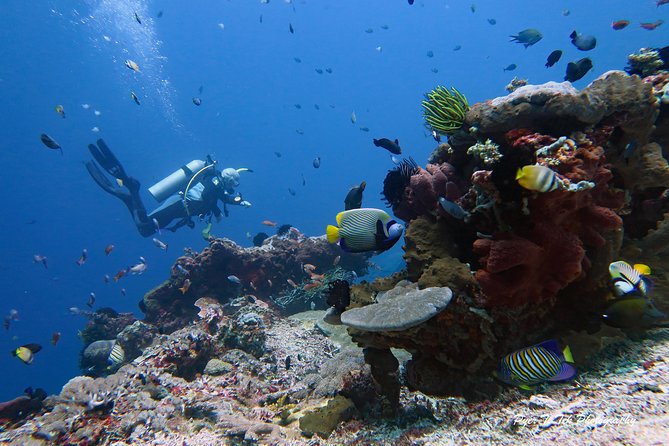 Nusa Penida Day Trip for 3 dives - How the staff and boat affect the experience