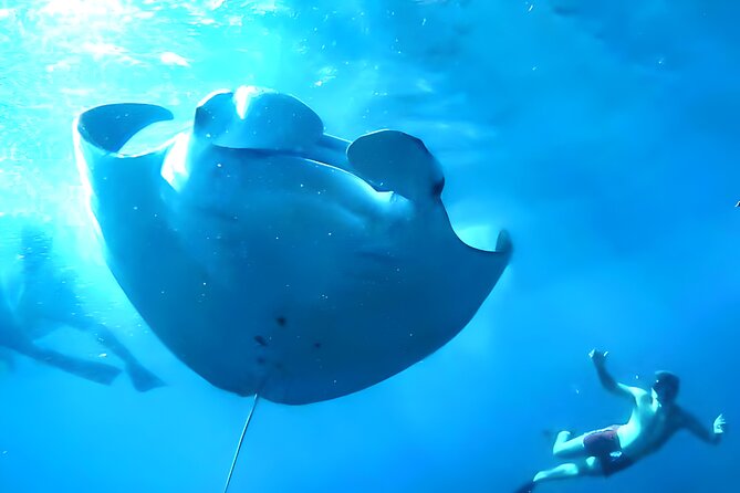 Nusa Penida Island Beach Tour With Snorkeling - Departure From Bali Island - Manta Bay Offers the Biggest Wildlife Hope