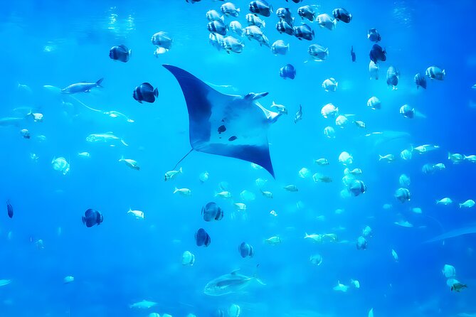 Nusa Penida Island Beach Tour With Snorkeling - Departure From Bali Island - Crystal Bay Brings Coral and Turtles