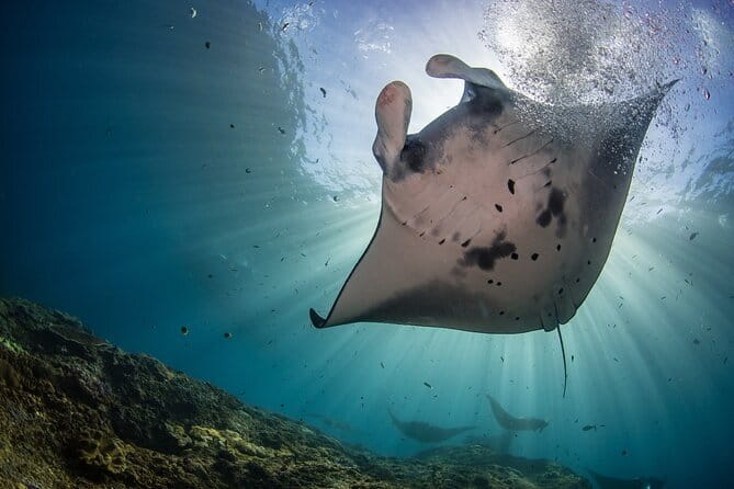 Nusa Penida : Snorkeling Trip Manta Point, Gamat Bay and Wall Bay - Key points to know before you book