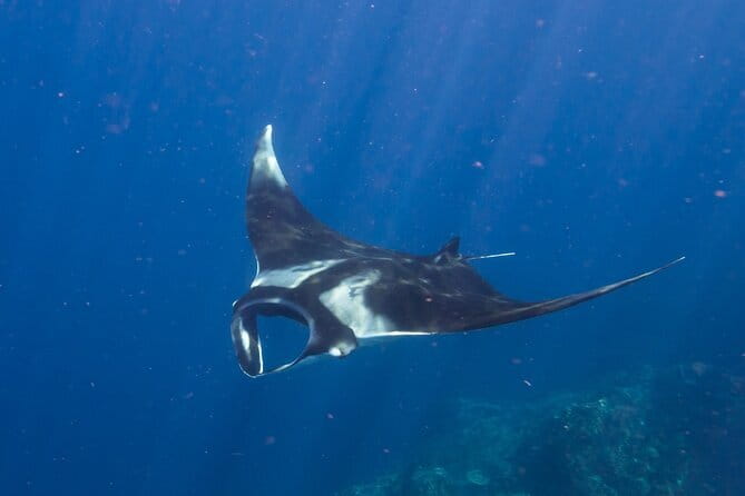Nusa Penida : Snorkeling Trip Manta Point, Gamat Bay and Wall Bay - What the $27.49 price really covers