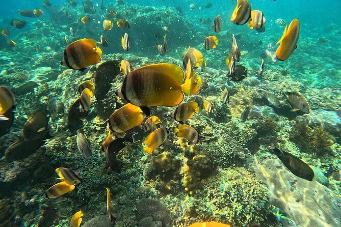 Nusa Penida : Snorkeling Trip Manta Point, Gamat Bay and Wall Bay - Who will enjoy this morning on the water