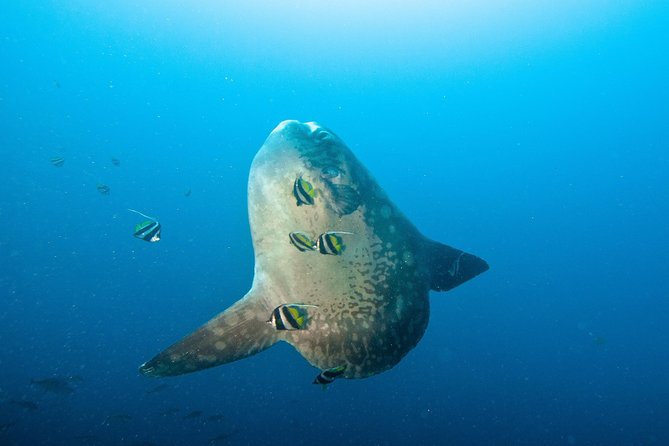 Nusa Penida Three Dives Trip for Certified Divers - Key points at a glance
