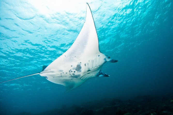 Nusa Penida Three Dives Trip for Certified Divers - Why Nusa Penida makes a strong scuba day
