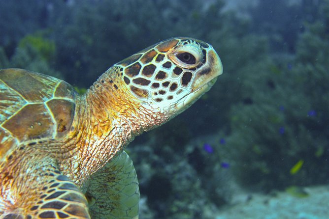 Nusa Penida Three Dives Trip for Certified Divers - Three sessions with a proper surface break