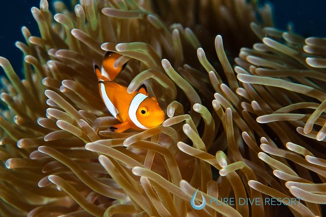 Nusa Penida Three Dives Trip for Certified Divers - A 7:00 am start at Pure Dive Resort