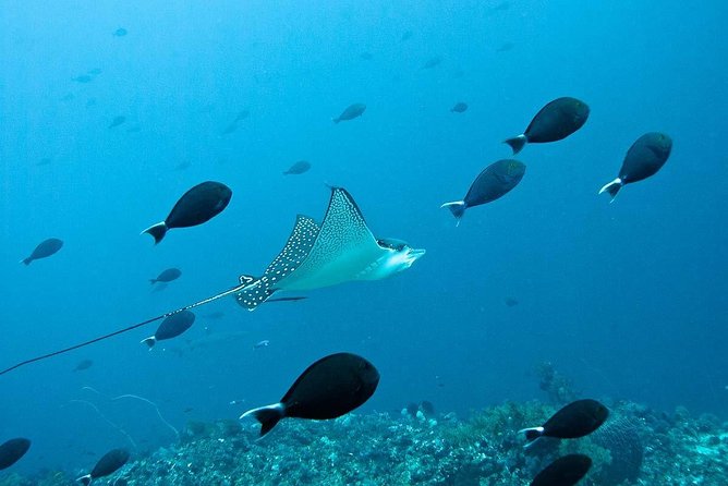 Nusa Penida Try Scuba Diving Program - for Non-Certified Divers - Why this Nusa Penida session works for beginners